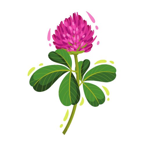 Trifolium_Pratenese_Ingrediente_Natural_Mipelazo